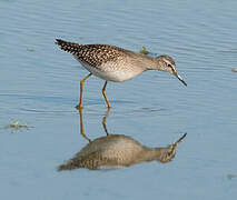 Wood Sandpiper