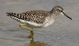 Wood Sandpiper