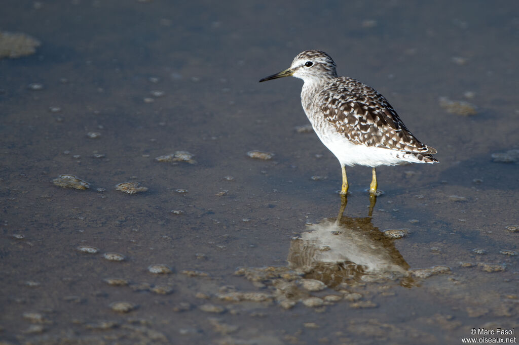 Wood Sandpiperadult, identification, walking