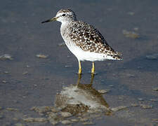 Wood Sandpiper