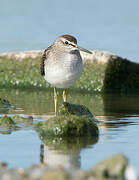 Wood Sandpiper