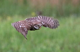 Little Owl