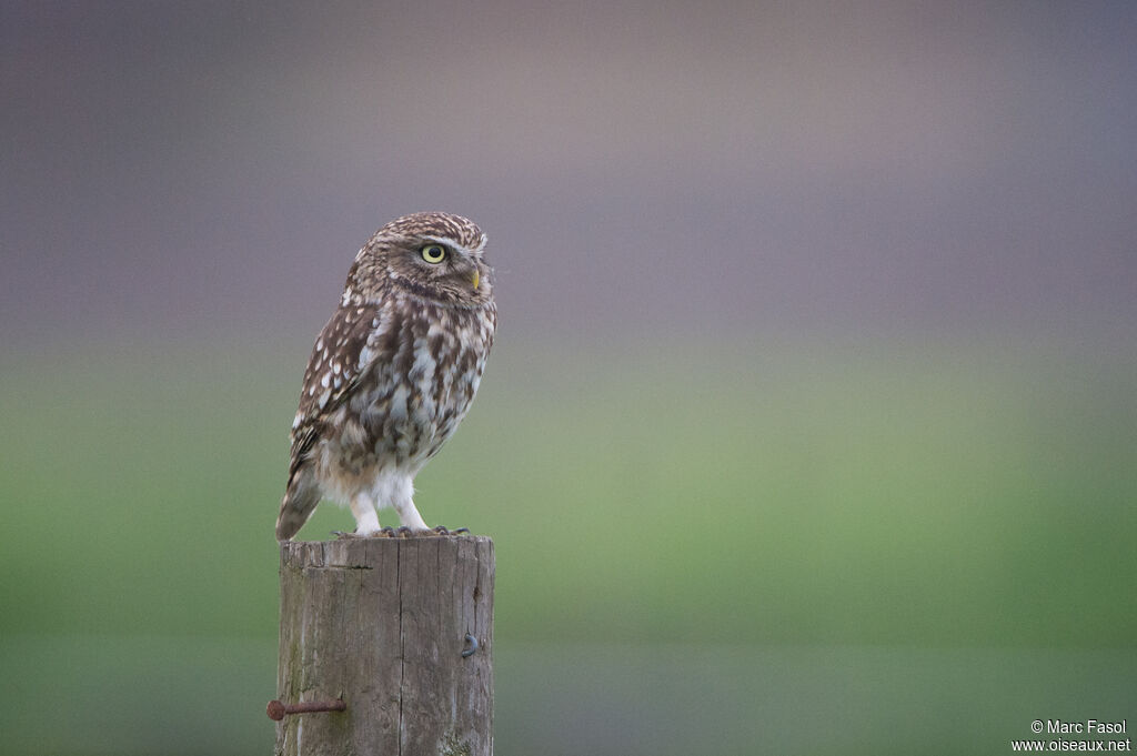 Little Owladult, identification