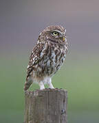 Little Owl