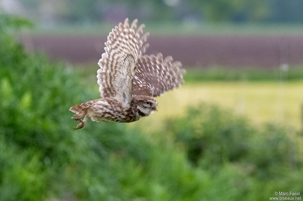 Chevêche d'Athénaadulte, Vol