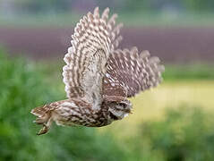 Little Owl