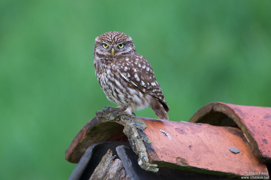 Little Owladult, close-up portrait