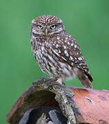 Little Owl