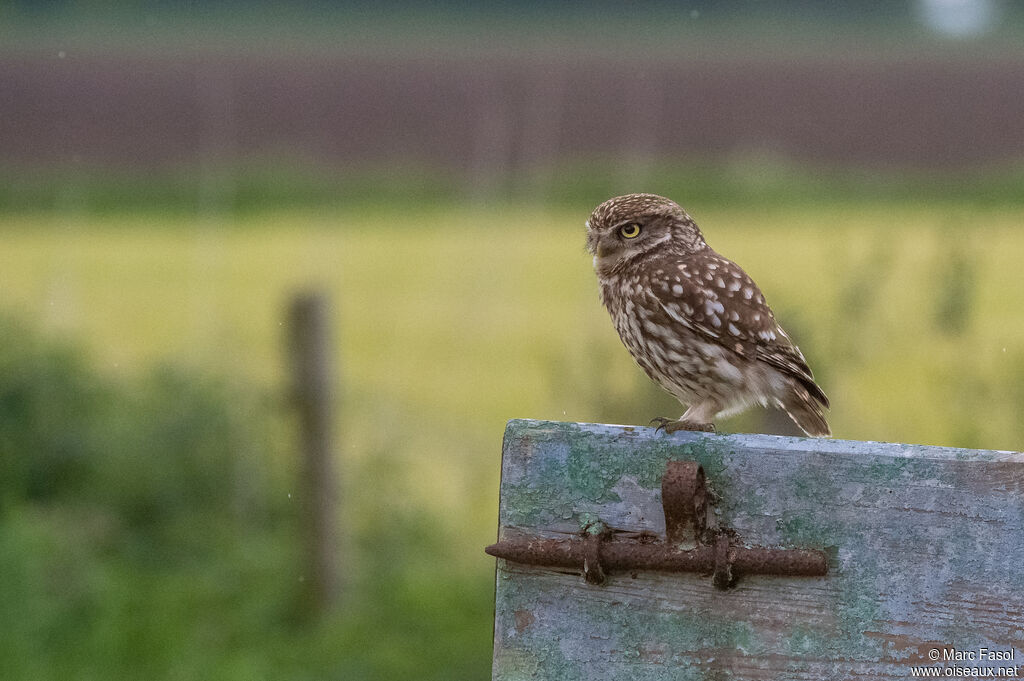 Chevêche d'Athénaadulte, identification