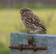 Little Owl