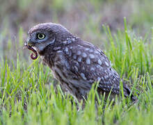 Little Owl