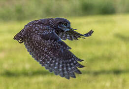 Little Owl