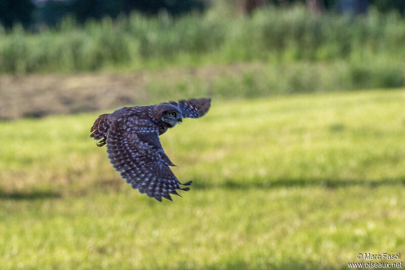 Little Owljuvenile, Flight