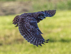 Little Owl