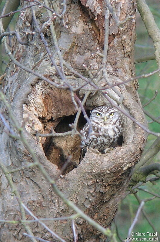 Little Owladult breeding, Reproduction-nesting