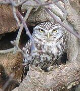 Little Owl