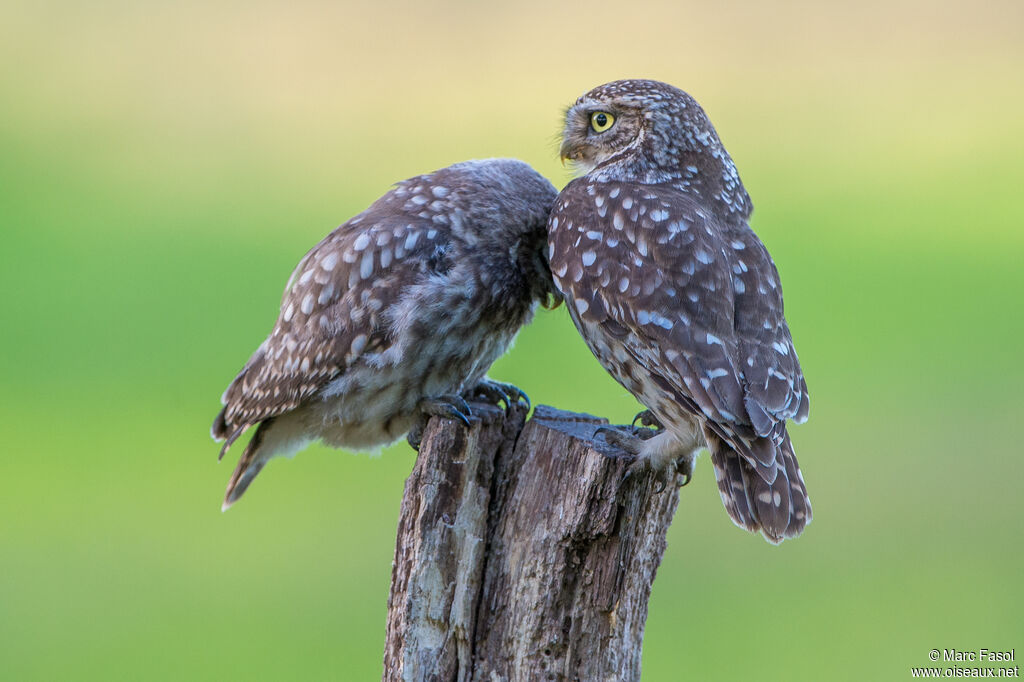 Little Owl, identification