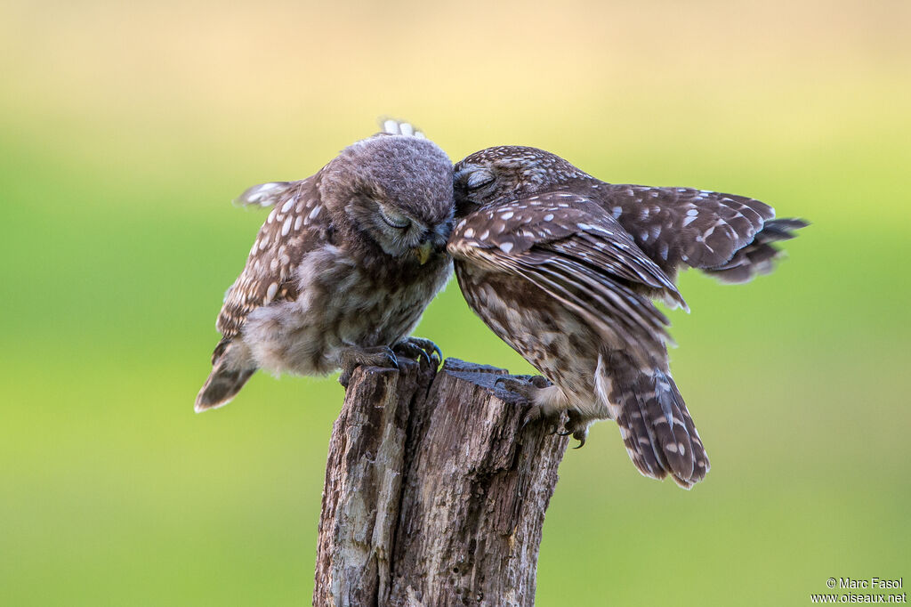 Little Owl, identification