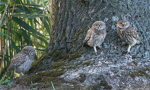 Little Owl