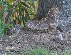 Little Owl