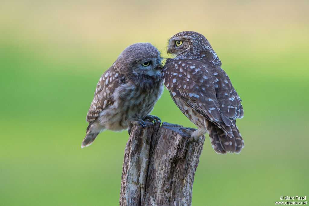 Little Owl