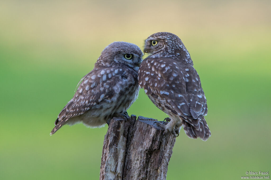 Little Owl