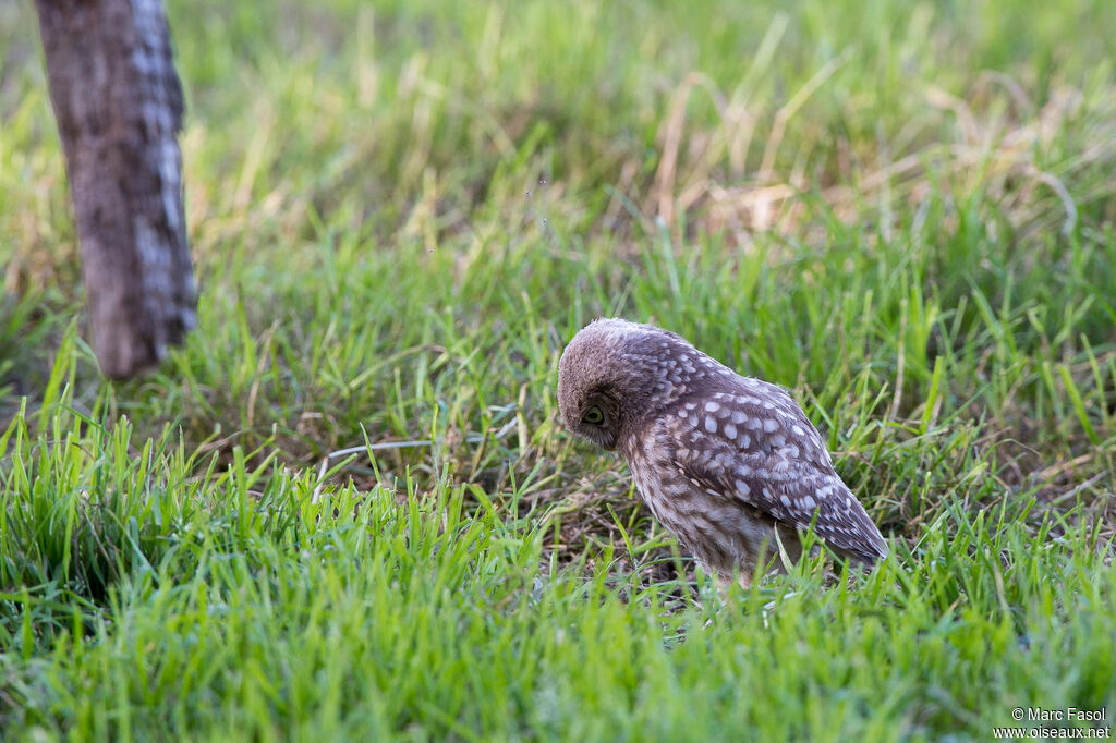 Little Owljuvenile, fishing/hunting