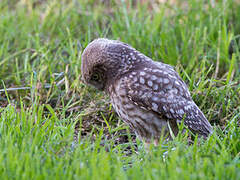 Little Owl