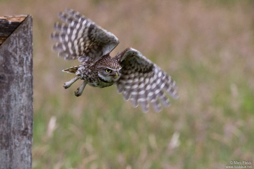 Little Owladult, Flight