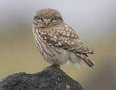 Little Owl