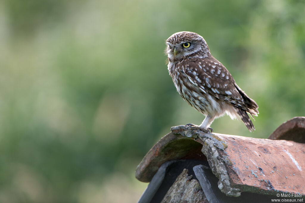 Chevêche d'Athénaadulte, identification