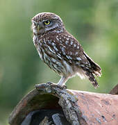 Little Owl