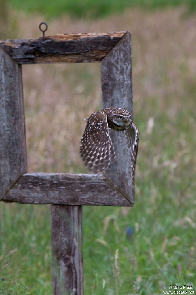 Little Owladult, Flight