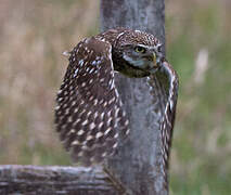 Little Owl