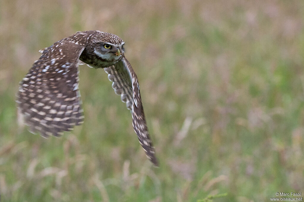 Little Owladult, Flight