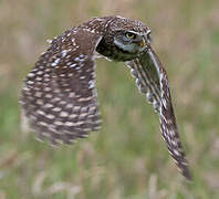 Little Owl