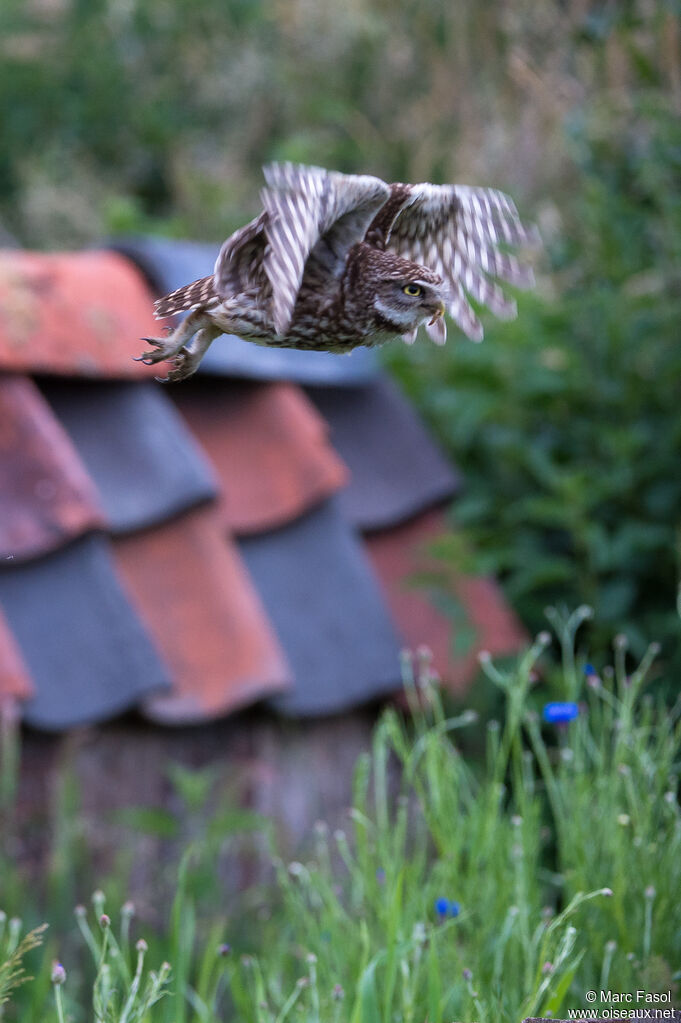 Little Owladult, Flight, feeding habits