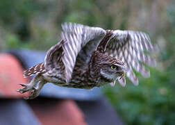 Little Owl