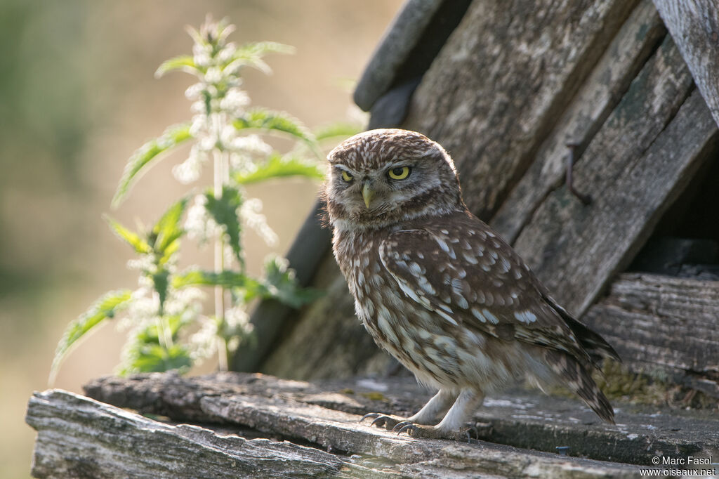 Little Owladult, identification