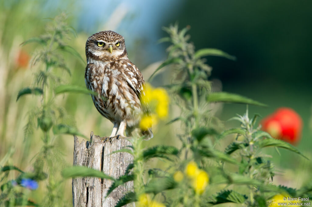 Little Owladult, identification