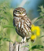 Little Owl