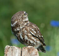 Little Owl