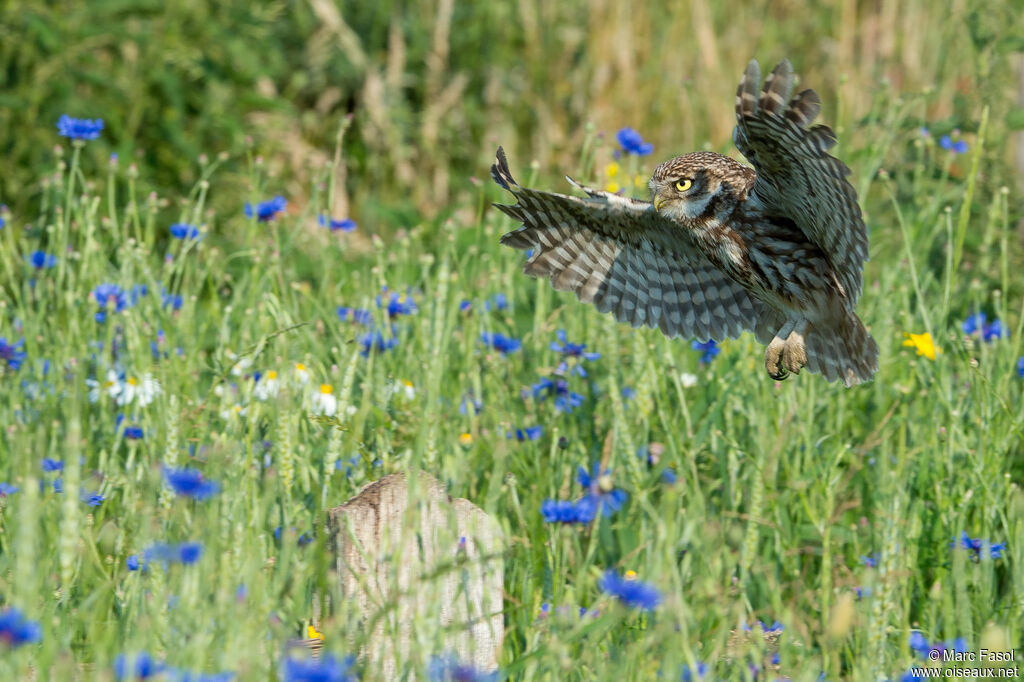 Chevêche d'Athénaadulte, Vol, pêche/chasse