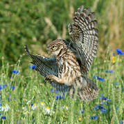 Little Owl