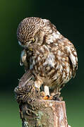 Little Owl