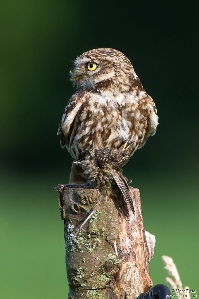 Little Owladult, identification, fishing/hunting