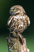 Little Owl