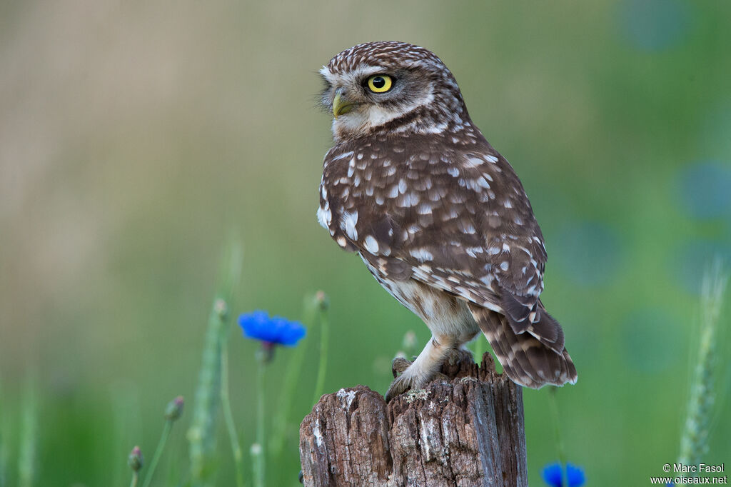 Little Owladult, identification