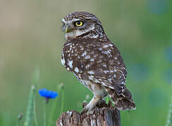 Little Owl