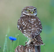 Little Owl